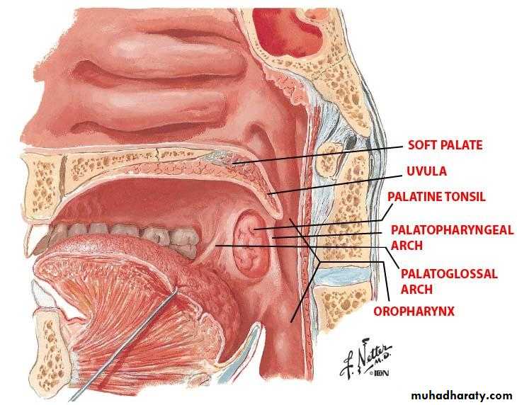 Anatomy