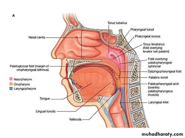 Anatomy