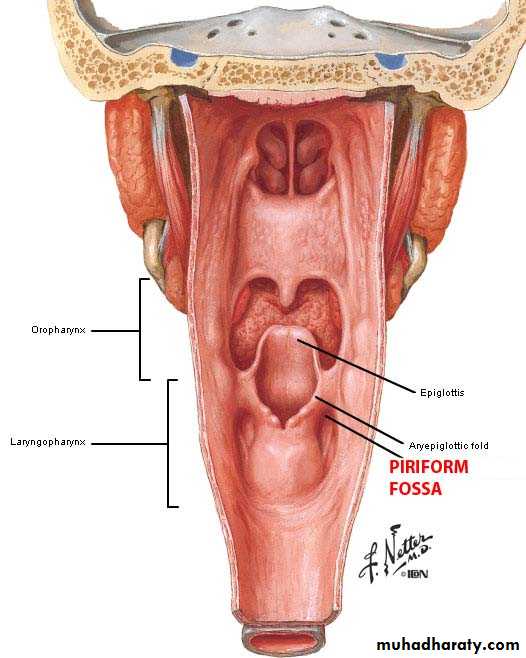 Anatomy
