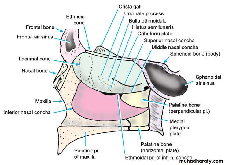 Anatomy