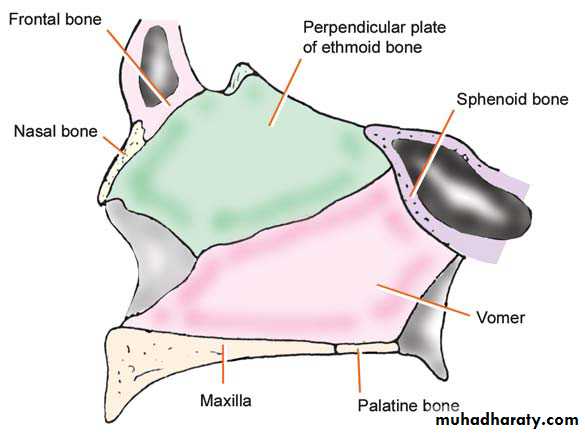 Anatomy