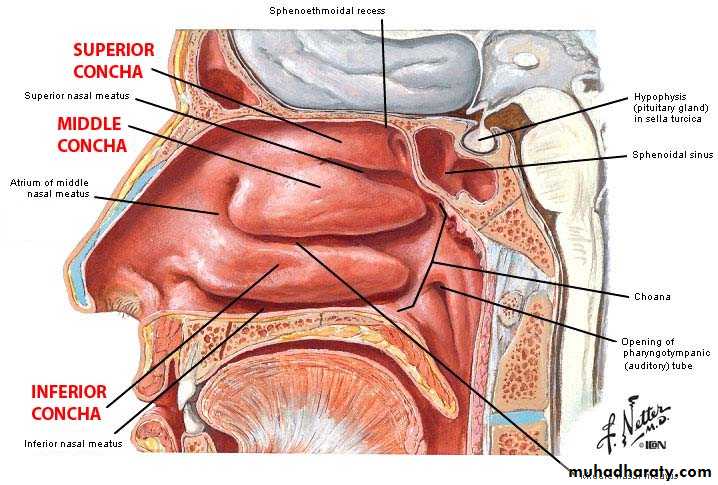 Anatomy