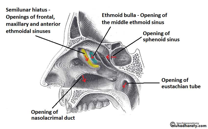 Anatomy