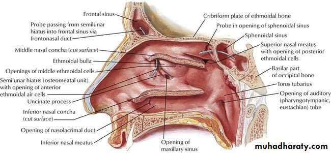 Anatomy