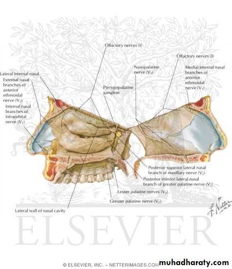 Anatomy
