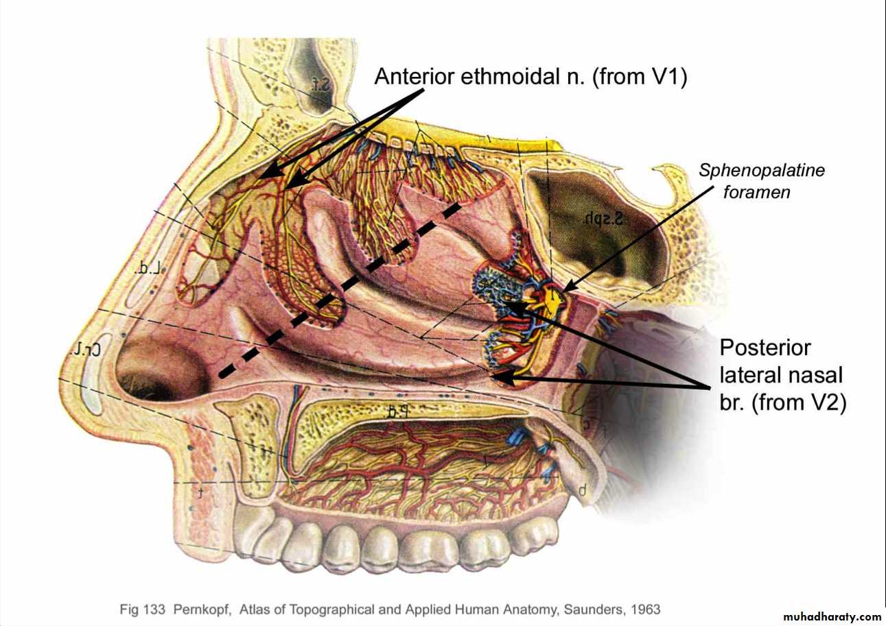 Anatomy