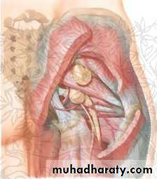 Spigelian hernia