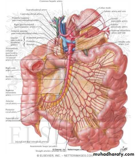 Small and large intestines