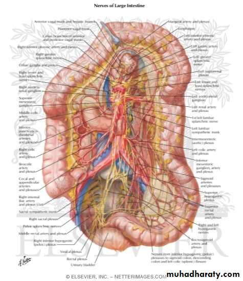 Small and large intestines