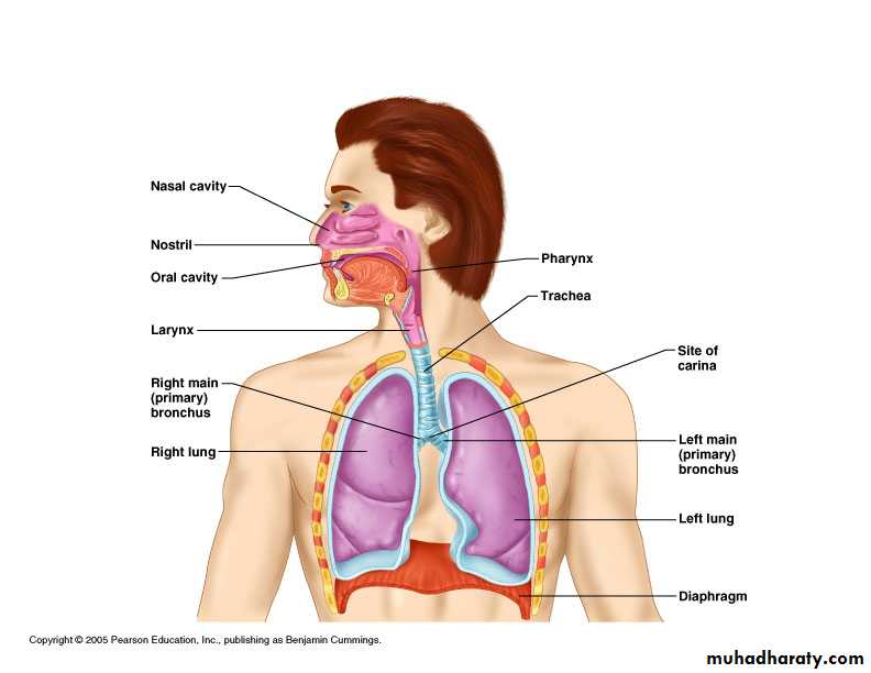 Respiratory system