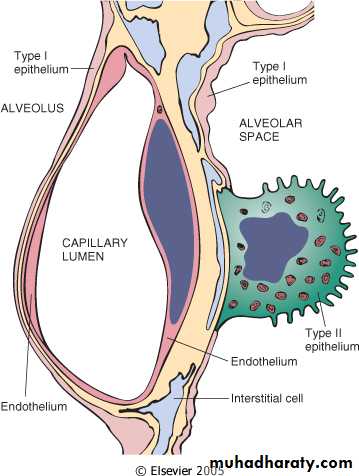 Respiratory system