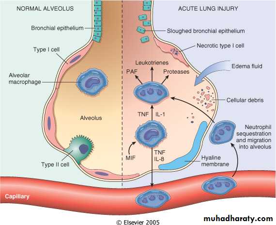 Respiratory system