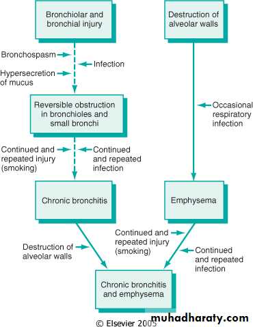 Respiratory system