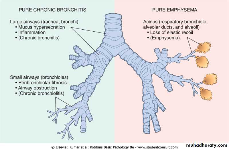 Respiratory system