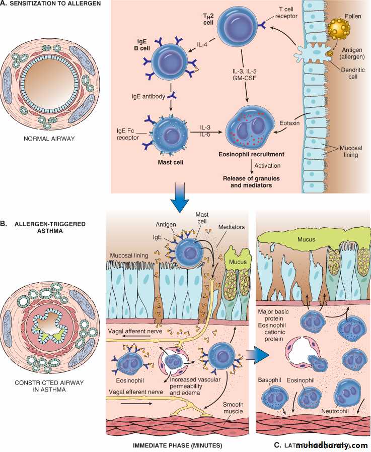 Respiratory system
