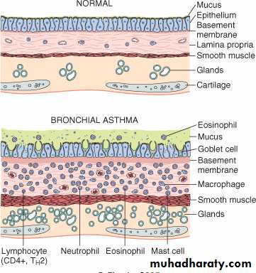 Respiratory system