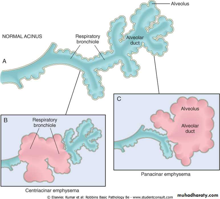 Respiratory system