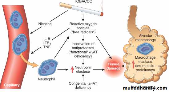 Respiratory system