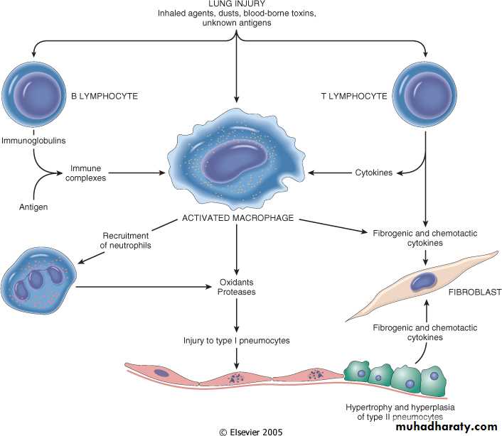 Respiratory system