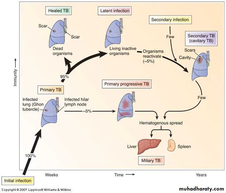 Respiratory system