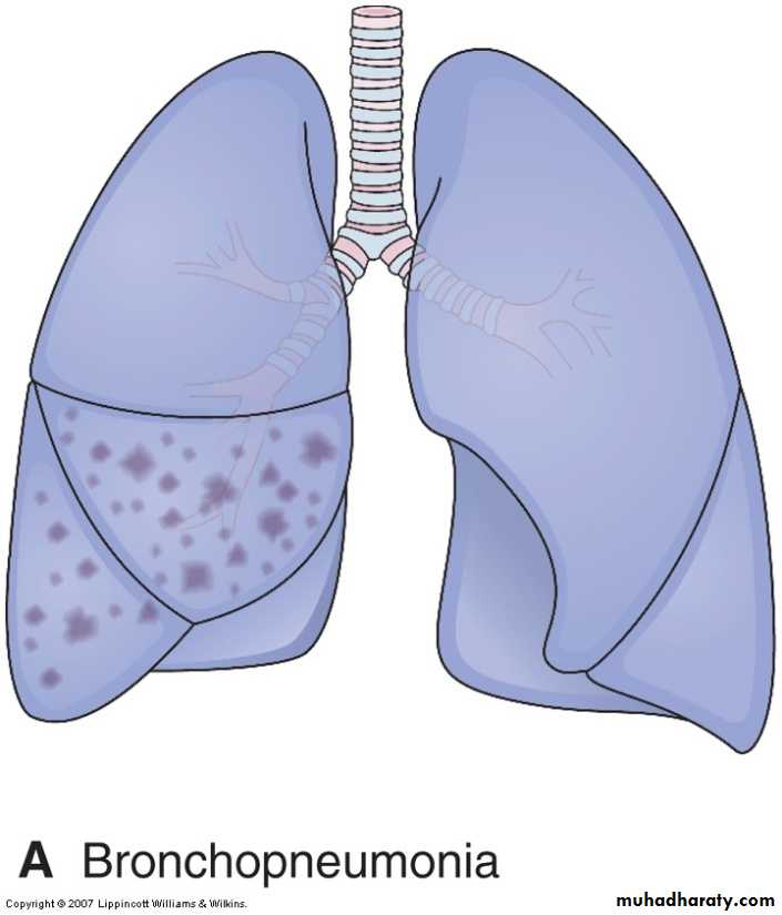 Respiratory system