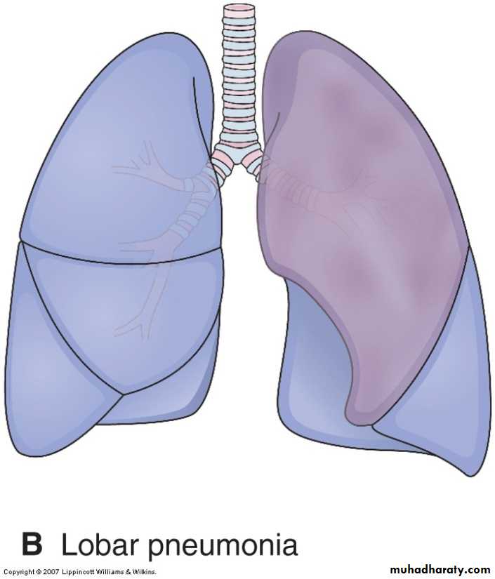 Respiratory system