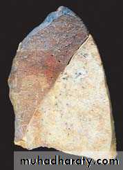 Respiratory system