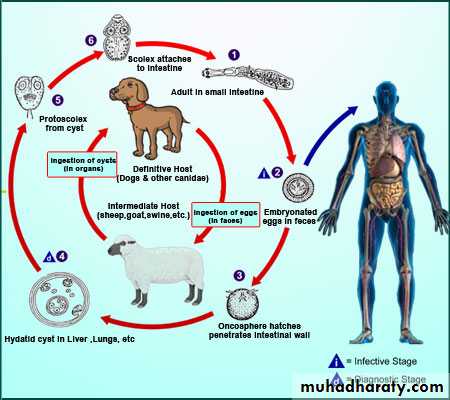 Genitourinary tuberculosis