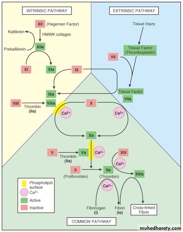 Hemodynamic Disorders