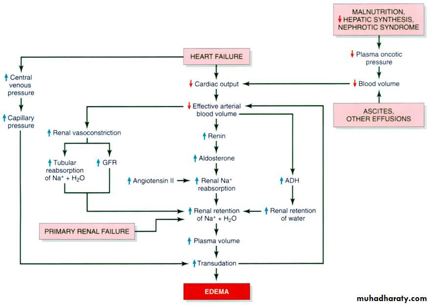 Hemodynamic Disorders