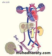 Cardiac Diseases