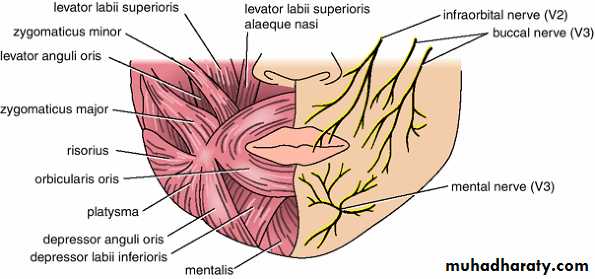 Oral Cavity