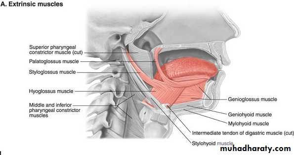 Oral Cavity