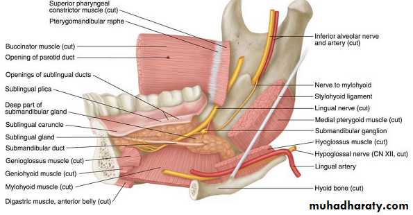 Oral Cavity