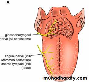 Oral Cavity