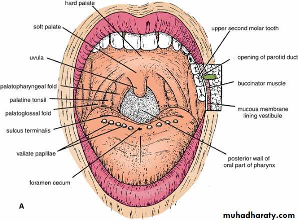 Oral Cavity