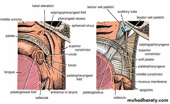 Oral Cavity