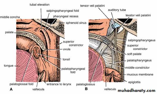 Oral Cavity