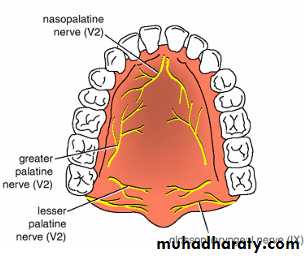 Oral Cavity