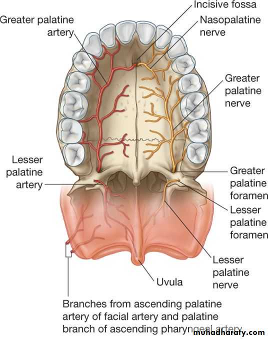 Oral Cavity