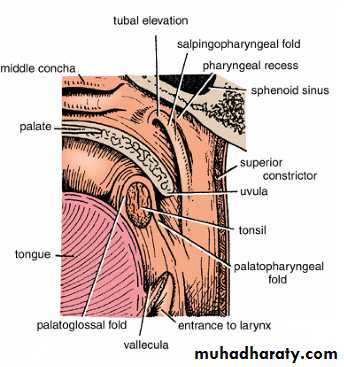 Oral Cavity