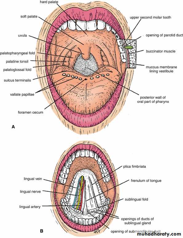 Oral Cavity