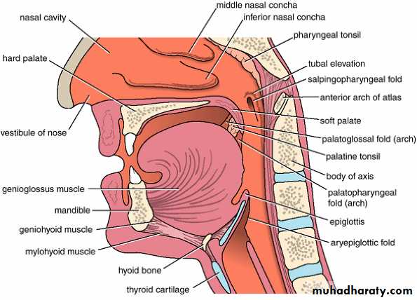Oral Cavity