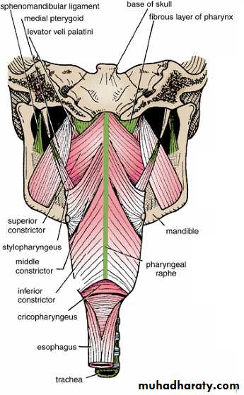 Oral Cavity