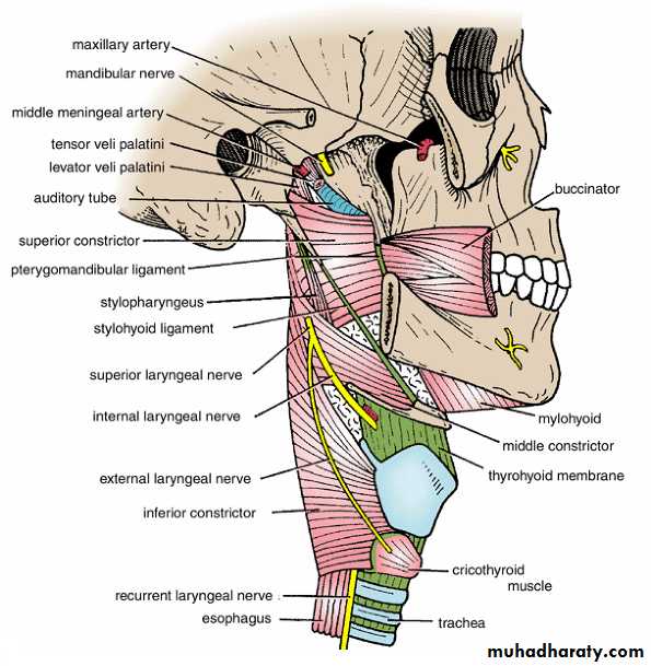 Oral Cavity