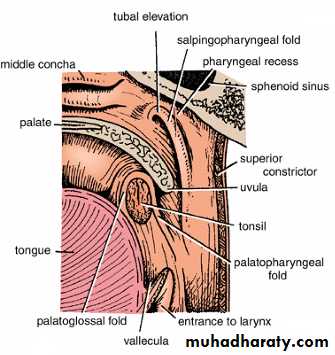 Oral Cavity