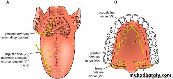 Oral Cavity