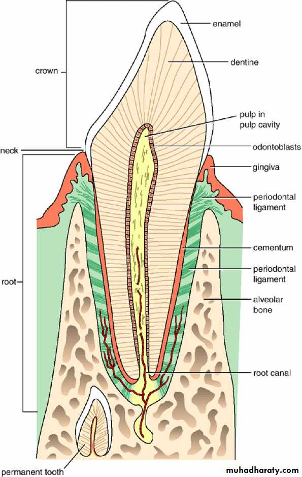 Oral Cavity