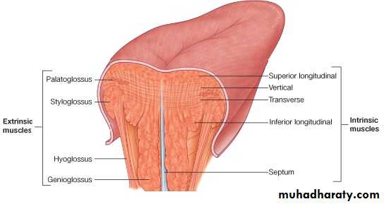 Oral Cavity