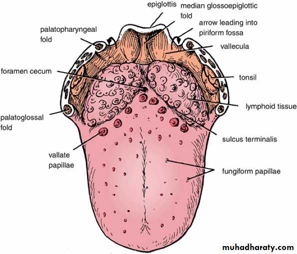 Oral Cavity